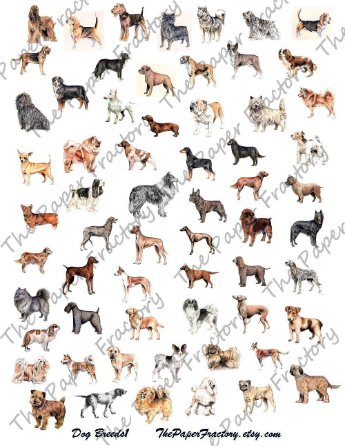 all dog breeds in the world